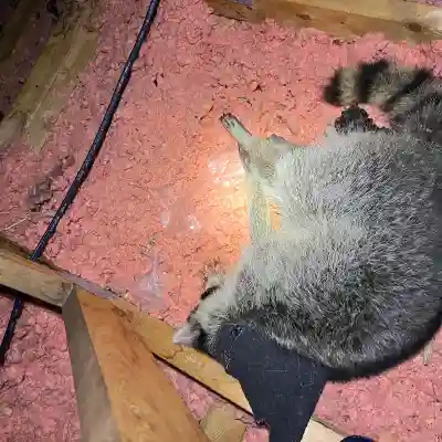 Dead-raccoon-removal