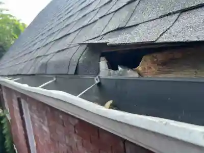 Raccoon-entering-roof-hole