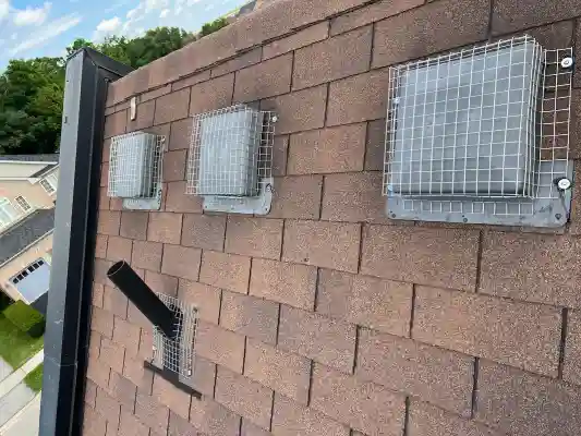 Raccoon-Removal-Toronto