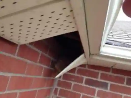 Animal-control-Mississauga