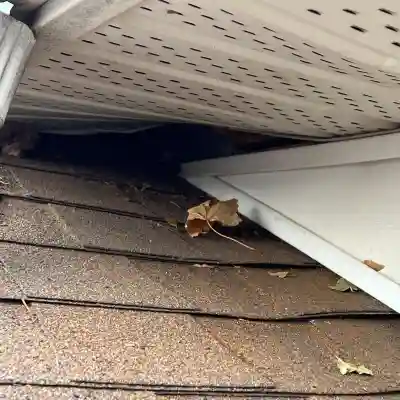 Raccoon-removal-from-soffits