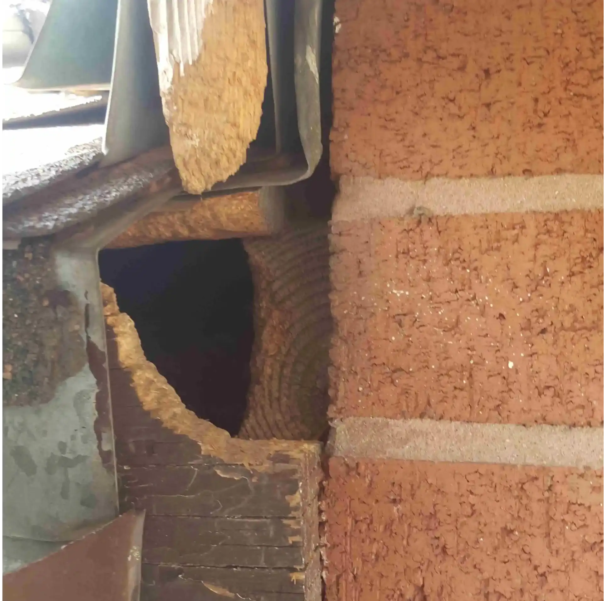 Wildlife Removal Mississauga