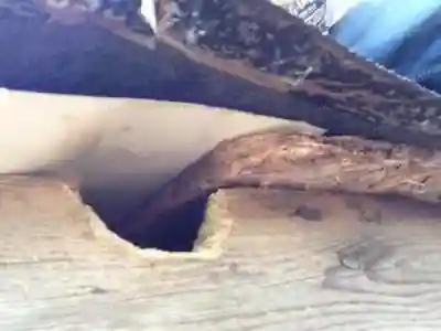 Squirrel-removal-in-roof