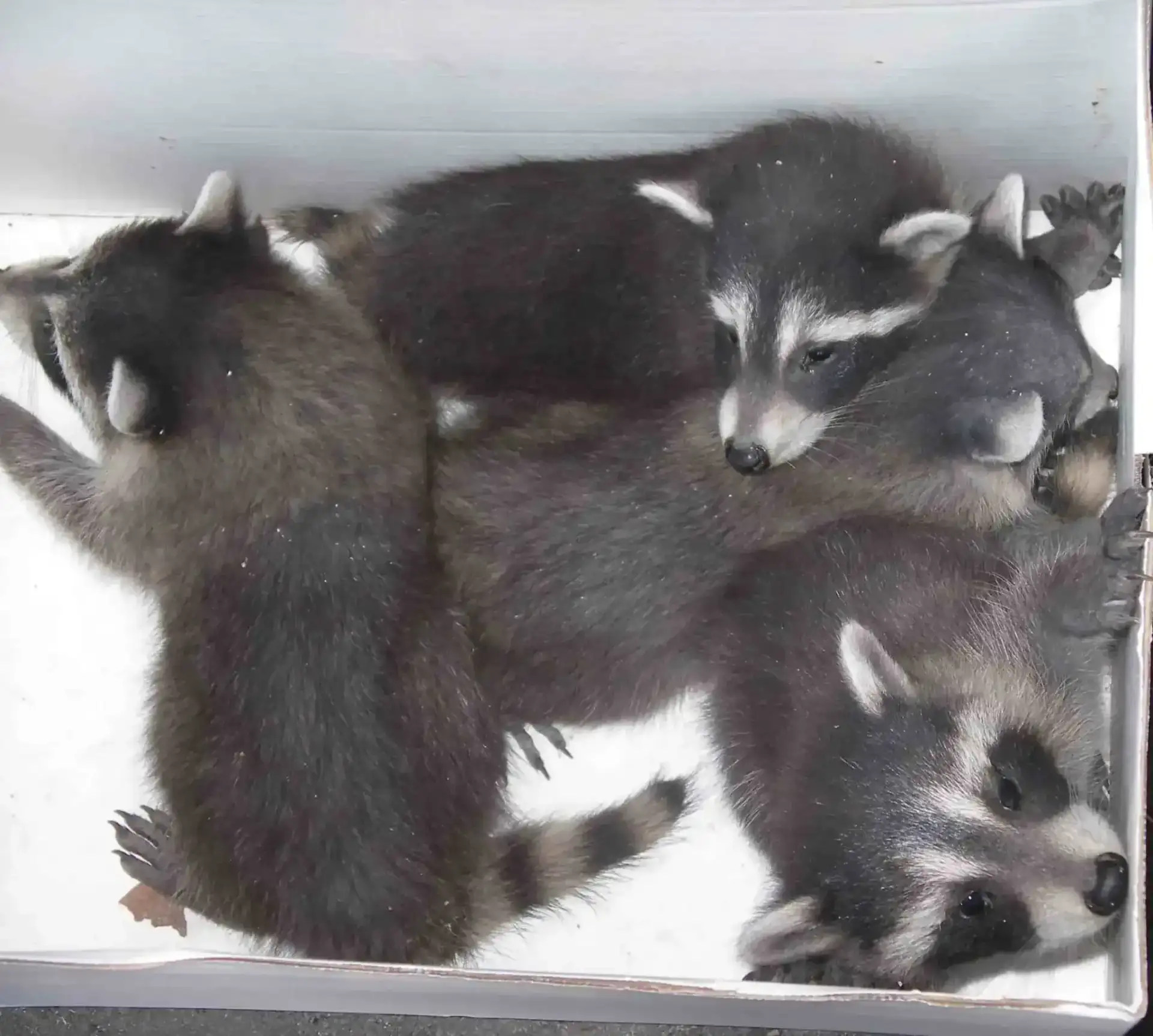 raccoon-babies-in-box